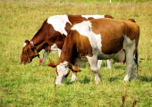 Две крави пасящи на поляната
