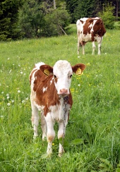 Крава и теле