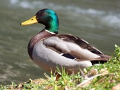 Мъжка зеленоглава патица (Анас платырхынчос)