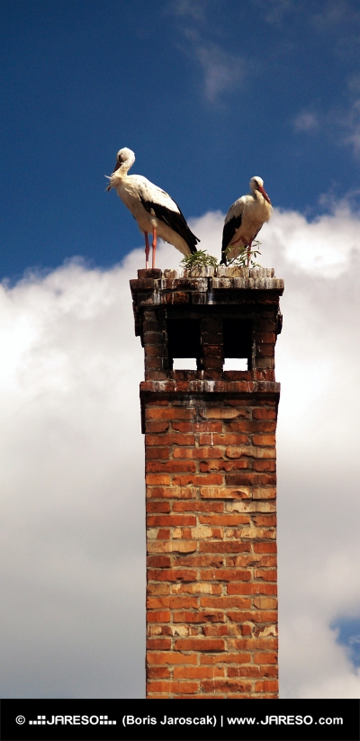 To storke på skorsten