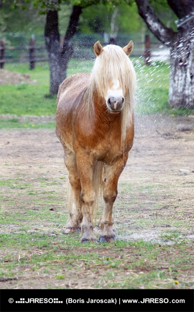 Pony med langt hår