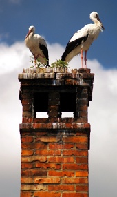 Nærbillede af to storke på skorstenen