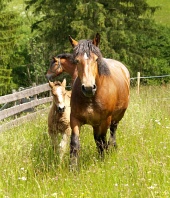 Heste og føl på grøn eng