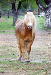 Pony med langt hår
