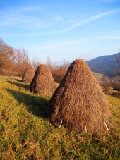 Tre høstakke forberedt på eng