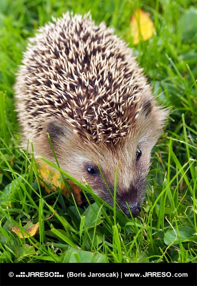 Hedgehog auf dem grünen Rasen