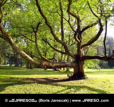 Sehr alter Baum im Park