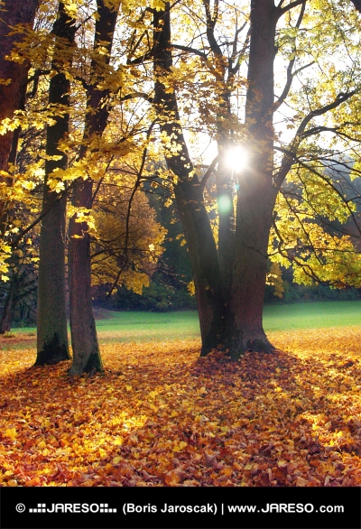 Sonne und Bäume im Herbst