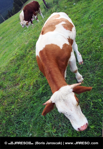 Kühe grasen im Feld