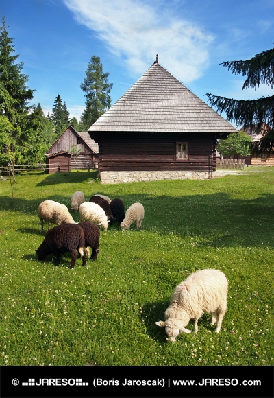 Schafe in der Nähe des Volkshauses in Pribylina