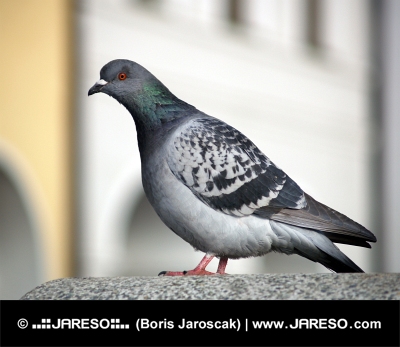 Felsen-Taube oder Common Pigeon