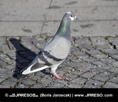 Grey Rock Dove oder Common Pigeon