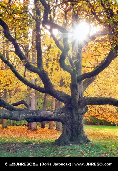 Riesiger Baum und die Sonne im Herbst