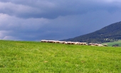 Eine Menge der Schafe auf der Wiese vor dem Sturm
