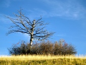 Einsamer trockener Baum