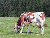 Weidende Kuh auf grüner Wiese in der Nähe von Wald