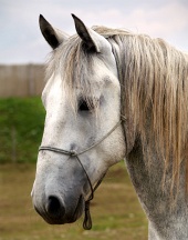 Porträt des weißen Pferdes
