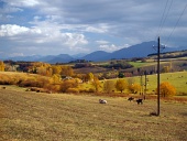 Kühe grasen in der Nähe Bobrovnik, Slowakei