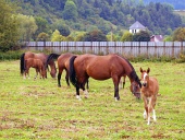 Viele Pferde grasen auf einer Koppel