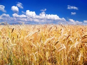 Goldener Weizen und blauer Himmel im Hintergrund