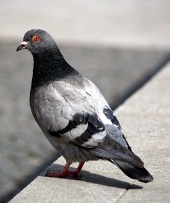 Porträt einer grauen Taube