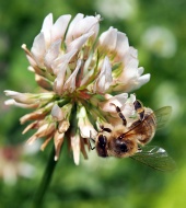 Biene bestäubt Kleeblume