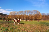 Kühe auf dem Feld im Herbst