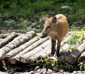 Wildschwein steht auf den Holzstämmen