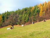 Pferde grasen auf Herbst Feld