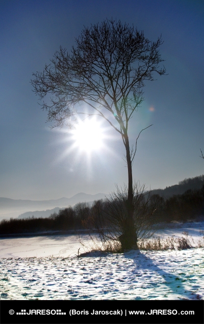Sun και δέντρο σε κρύα ημέρα του χειμώνα