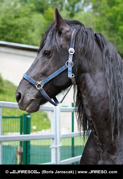 Μαύρο άλογο
