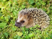 Hedgehog στο γρασίδι πράσινο