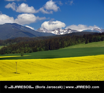 Pradera amarilla y montañas en Liptov, Eslovaquia