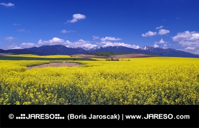 Campo amarillo y montañas Rohace, Eslovaquia