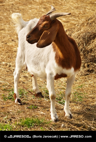 Retrato de cabra