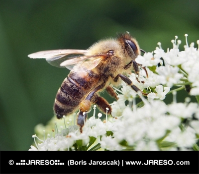 Detalle de una abeja recogiendo polen de una flor blanca