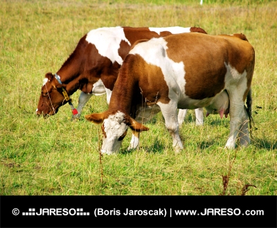 Dos vacas pastando en el prado