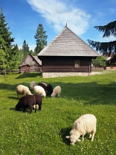 Ovejas cerca de una casa popular en Pribylina