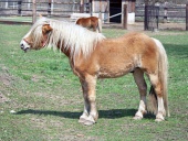 Pony en el campo