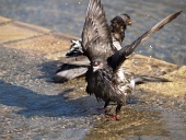 Primer plano de dos palomas bañándose en una fuente