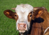 Retrato de vaca marrón y blanca