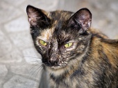 Retrato de un gato callejero moteado