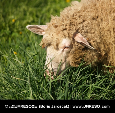 Portrait de mouton au pâturage