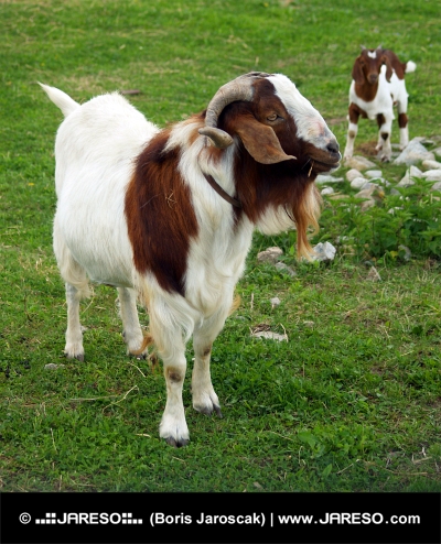 Chèvres de montagne plus âgées et plus jeunes dans la cour verte
