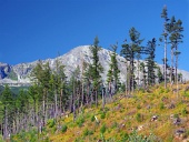 Forêt endommagée dans les montagnes des Hautes Tatras