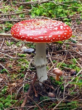 Amanita muscaria champignon sur mousse