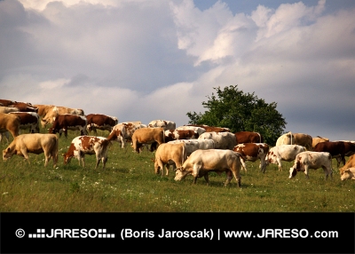 एक बादल शरद ऋतु दिन के दौरान घास का मैदान पर गायों