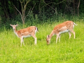 हरी घास का मैदान पर दो परती हिरणों
