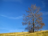 नीले रंग की पृष्ठभूमि पर एकल पत्तेदार पेड़