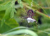वेब पर मकड़ी